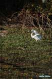 Aigrette garzette